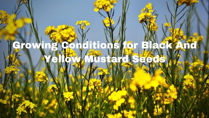 Nutritional profile of black and yellow mustard seeds