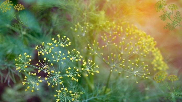 The Benefits of Growing Dill Seeds: The Best Time to Plant in a Garden