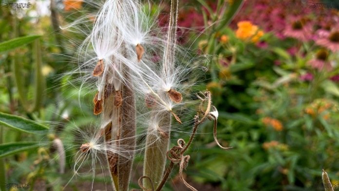 growing milkweed from seed