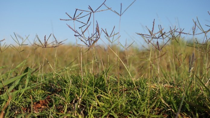 Bermuda Grass Seeds