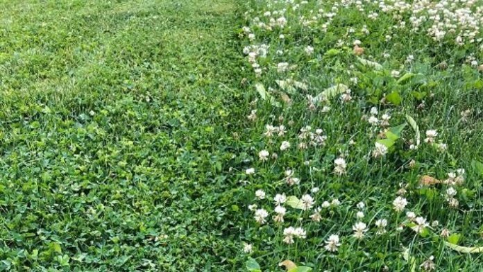 how to spread micro clover seed